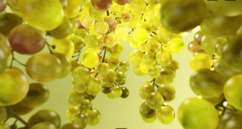 A bunch of grapes hanging from the ceiling.